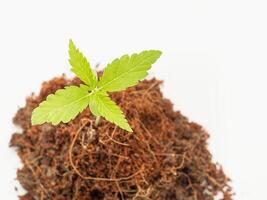 A pile of soil with cannabis seedling growth over on a white background photo