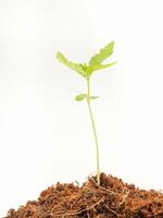 A pile of soil with cannabis seedling growth over on a white background photo