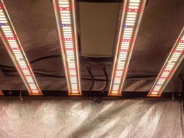 Artificial LED panel light source in cannabis indoor farm used in an experiment on marijuana plant growth photo