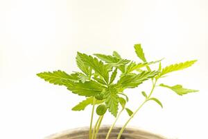 Cannabis seedling in a potted over a white background photo