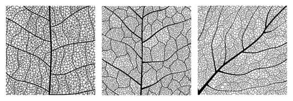 Close-up green leaf texture with intricate details of leaf veins showcasing natures botanical textures and patterns vector