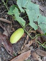 Cucumbers in the gatden photo