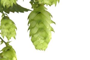Close-up of fresh green hops on the vine isolated on white background photo