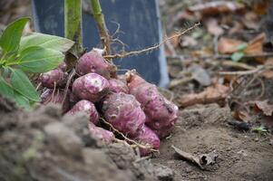 Freshly harvested root vegetables with shovel in garden soil photo
