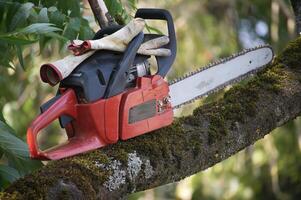 Red chainsaw and work gloves on a tree branch in a sunny outdoor setting photo