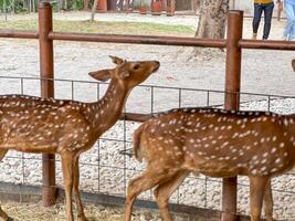 Two young deer with a reddish-brown coat and white spots stands in an enclosure at zoo or park. The deer is leaning against a metal fence, looking out at the surrounding area. photo