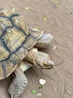 A large African spurred tortoise or Centrochelys sulcata with a patterned shell walks on a sandy path in it's enclosure. photo