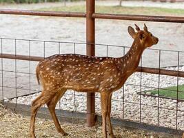 A young deer with a reddish-brown coat and white spots stands in an enclosure at zoo or park. The deer is leaning against a metal fence, looking out at the surrounding area. photo