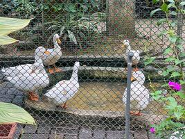 Five white ducks gather near a pond in a fenced enclosure, surrounded by lush greenery and colorful flowers photo