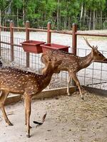 Two young deer with a reddish-brown coat and white spots stands in an enclosure at zoo or park. The deer is leaning against a metal fence, looking out at the surrounding area. photo