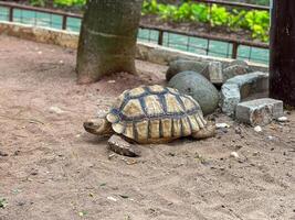 A large African spurred tortoise or Centrochelys sulcata with a patterned shell walks on a sandy path in it's enclosure, with a tree trunk and rocks in the background. photo