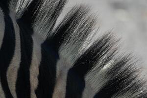 Zebra Mane Close-up Africa Wildlife. Detailed texture of a zebra's mane, showcasing its unique pattern and hairs, likely photographed in African savanna for wildlife documentation. photo