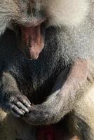 Baboon Portrait Zoo Animal Closeup. A hamadryas baboon stares intensely at the camera, its long, gray fur and prominent snout visible. photo