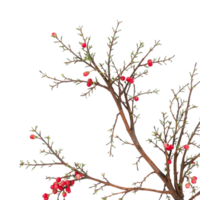 A branch with red berries on it png