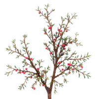 A small tree with red berries on it png
