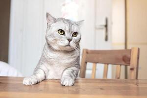Cat Table Indoor Portrait - A grey tabby cat sits on a wooden table with a serious expression, looking toward the right, with a wooden chair behind it. photo