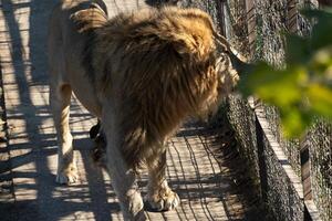 Lion, Enclosure, Wildlife - A majestic lion walks on a wooden platform in an enclosure. photo