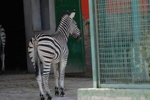 Zebras Zoo Enclosure Captivity. A single zebra stands in its enclosure at a zoo, likely for conservation and exhibition purposes. photo