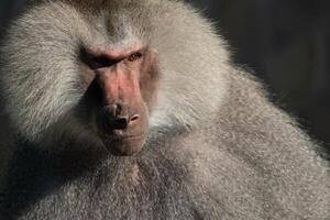Baboon Portrait Zoo Animal Closeup. A hamadryas baboon stares intensely at the camera, its long, gray fur and prominent snout visible. photo