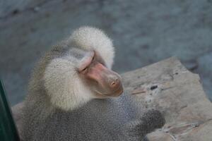 Baboon Zoo Animal Close-up - A baboon sits on a wooden platform at the zoo. photo