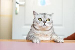 Cat, Home, Looking - A grey tabby cat sits on a pink table, looking up at something off-camera, possibly a toy or its owner. The cat has green eyes and a wide, curious expression. photo