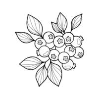 A black and white drawing of a branch with berries vector