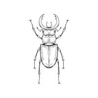 A drawing of a beetle on a white background vector