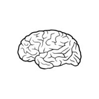 A drawing of a human brain on a white background vector