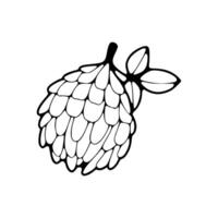 A black and white drawing of a fruit vector