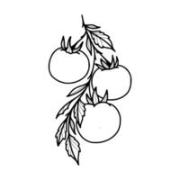 Tomatoes coloring pages vector