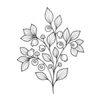 A black and white drawing of a branch with berries vector