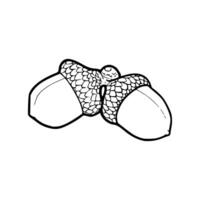 A drawing of two acorns on a white background vector