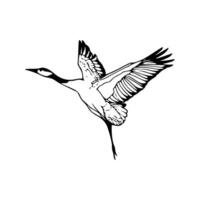 A black and white drawing of a crane flying vector
