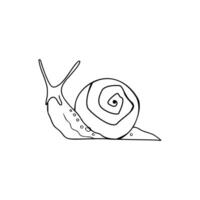 A snail is drawn in a line on a white background vector