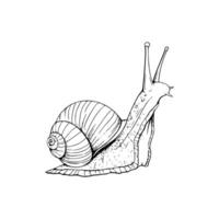 A snail is drawn in black and white on a white background vector