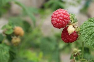Ripe raspberries in summer. Summer raspberry picking season. Red berries photo
