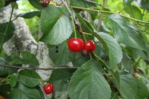 Red cherry berries on a branch on a background of green leaves. Summer seasonal berries. Growing berries photo