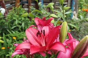 Growing lilies on the ground and in the greenhouse. A large swarm flower blooms in summer photo