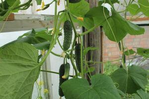Cucumber plant in a greenhouse with small cucumbers on a branch. Fertilizing, tying and feeding cucumbers, vegetables photo