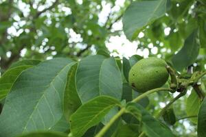 Growing nuts. Close-up of walnut fruits against the background of green leaves photo