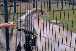 Pet goat in the park, ferry, zoo behind bars. photo