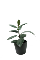 ficus with large leaves in a dark grey pot, isolated on transparent background png