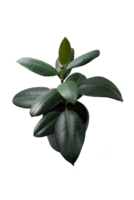 ficus with large leaves in a dark grey pot, isolated on transparent background png