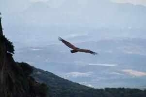 Eagle soaring high above mountain terrain with expansive valley view below photo