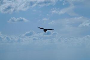 Silhouette of a soaring bird against a backdrop of fluffy clouds photo