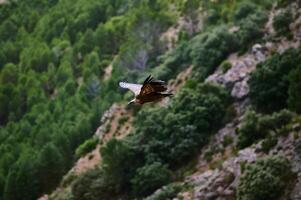 Majestic eagle soaring above a green forest and rocky hills photo