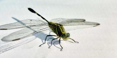 dragonfly isolated on white background photo