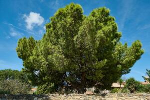 Majestic evergreen tree standing tall under a bright blue sky photo