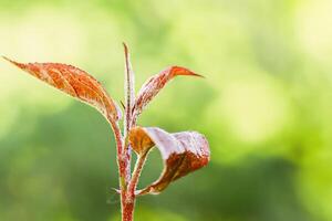 Tree branch with red leaves on a blurred background. photo