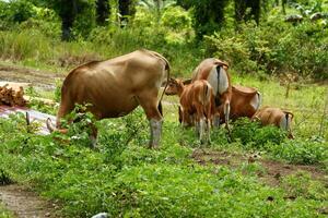 A herd of cows grazing in a field photo